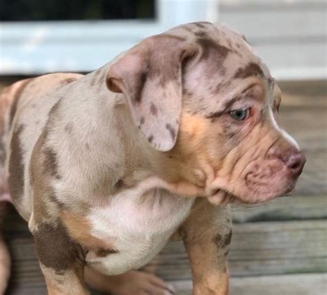A <b>blue</b> Exotic Bully’s coat is a result of a rare genetic mutation. . Blue merle pitbull price